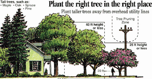 plant-trees