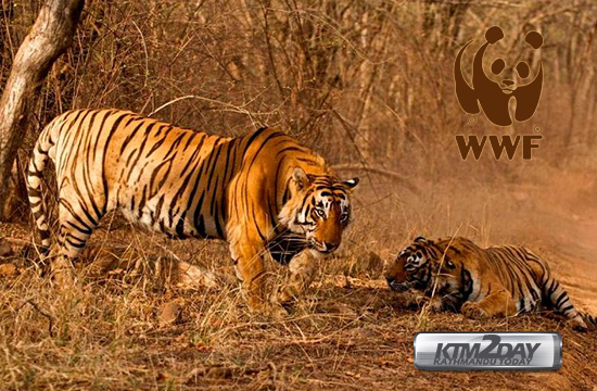 tigers-in-nepal