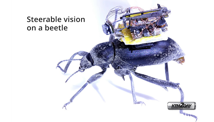 Beetle Cam